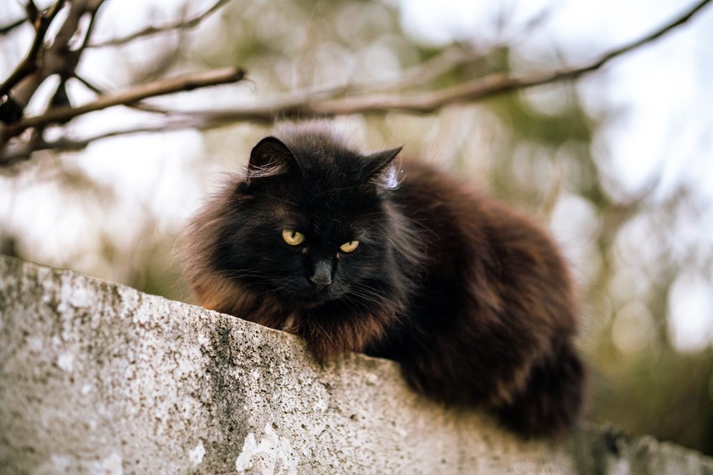 Magnets Chat'ouilles